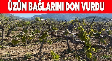 Yenicekent’te üzüm bağlarını don vurdu
