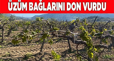 Yenicekent’te üzüm bağlarını don vurdu