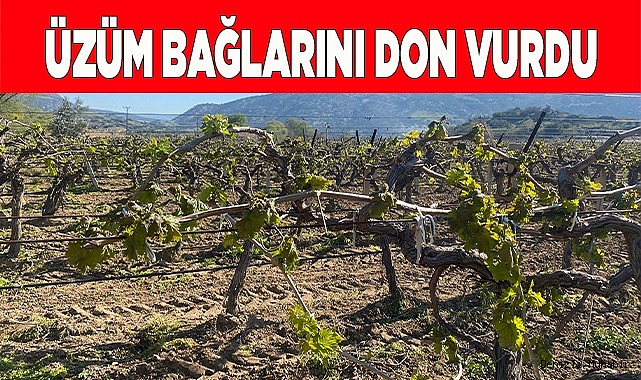 Yenicekent’te üzüm bağlarını don vurdu