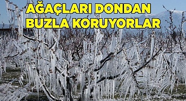 Ağaçları dondan buzla koruyorlar