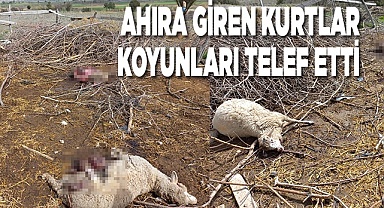 Ahıra giren kurtlar koyunları telef etti