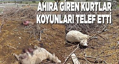 Ahıra giren kurtlar koyunları telef etti