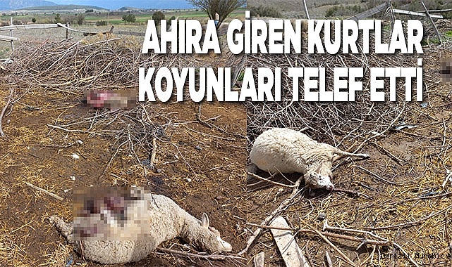 Ahıra giren kurtlar koyunları telef etti