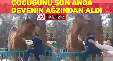 Deveye fazla yaklaşan çocuk az daha canından oluyordu