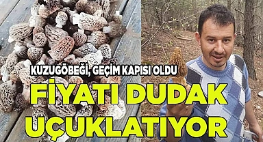 Kuzugöbeği gelir kapısı oldu