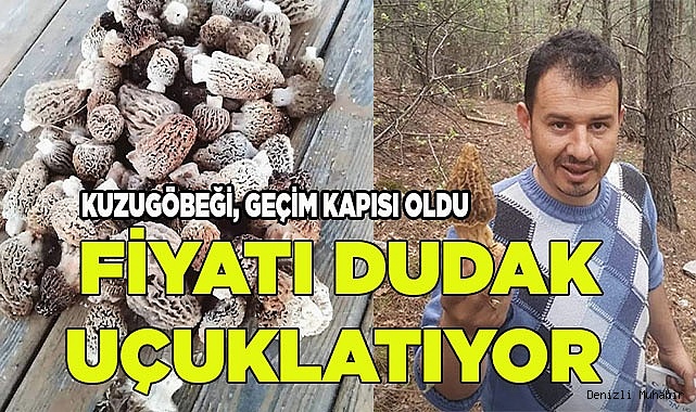 Kuzugöbeği gelir kapısı oldu