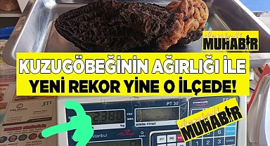 Kuzugöbeğinin ağırlığı ile yeni rekor yine o ilçede