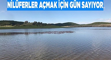 Nilüferler açmak için gün sayıyor