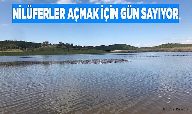 Nilüferler açmak için gün sayıyor