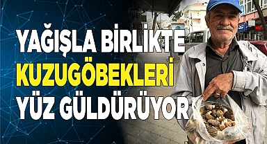 Yağışla birlikte çoğalan kuzugöbekleri yüz güldürüyor
