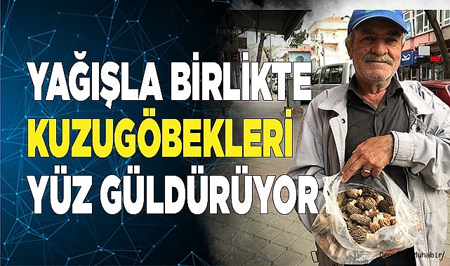 Yağışla birlikte çoğalan kuzugöbekleri yüz güldürüyor