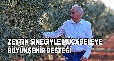 Zeytin sineğiyle mücadeleye Büyükşehir desteği