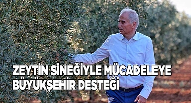 Zeytin sineğiyle mücadeleye Büyükşehir desteği