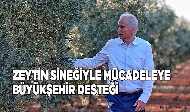 Zeytin sineğiyle mücadeleye Büyükşehir desteği