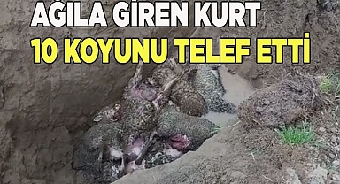 Ağıla giren kurt 10 koyunu telef etti