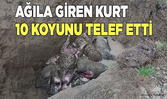 Ağıla giren kurt 10 koyunu telef etti