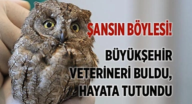 Büyükşehir veterineri buldu, hayata tutundu