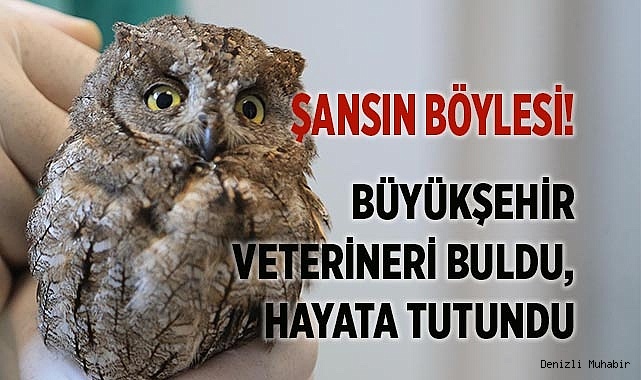 Büyükşehir veterineri buldu, hayata tutundu
