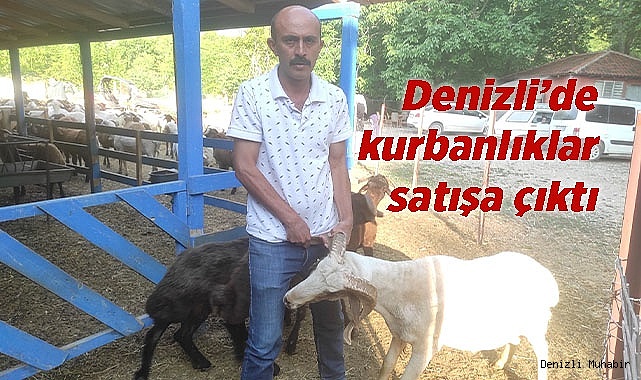 Denizli’de kurbanlıklar satışa çıktı