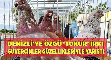 Denizli’ye özgü ‘Tokur’ ırkı güvercinler güzellikleriyle yarıştı