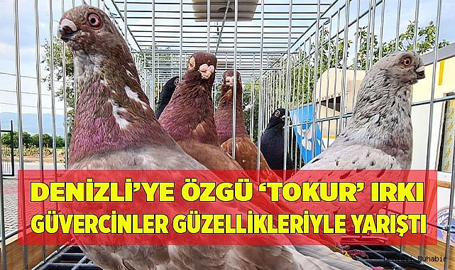 Denizli’ye özgü ‘Tokur’ ırkı güvercinler güzellikleriyle yarıştı
