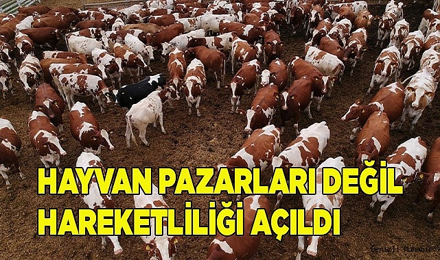 Hayvan pazarları değil hareketliliği açıldı