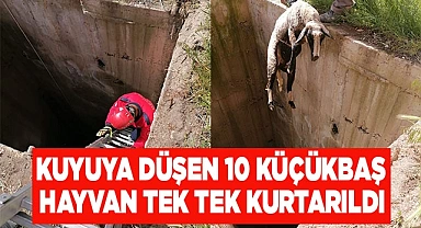 Kuyuya düşen 10 küçükbaş hayvan tek tek kurtarıldı