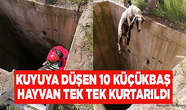 Kuyuya düşen 10 küçükbaş hayvan tek tek kurtarıldı