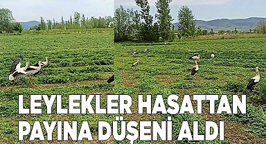 Leylekler hasattan payına düşeni aldı