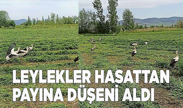 Leylekler hasattan payına düşeni aldı