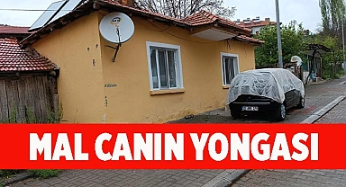 Mal canın yongası