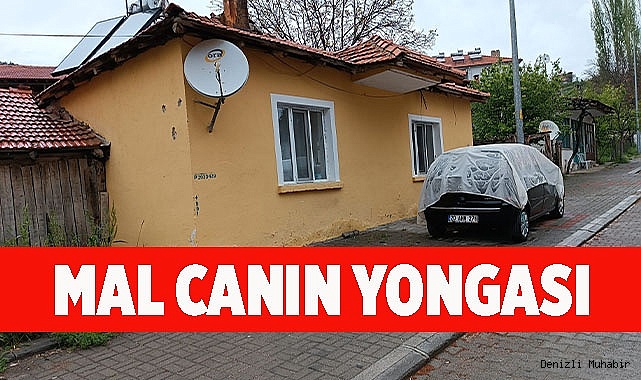 Mal canın yongası