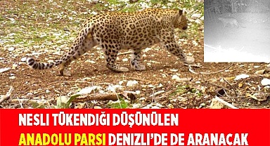 Nesli tükendiği düşünülen Anadolu Parsı 18 ilde aranacak