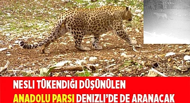 Nesli tükendiği düşünülen Anadolu Parsı 18 ilde aranacak