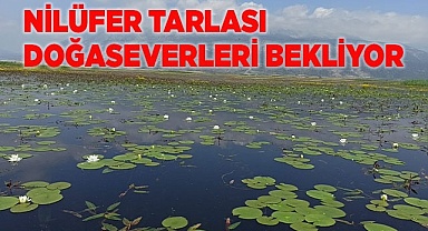 Nilüfer tarlası doğaseverlerle buluşmak için gün sayıyor