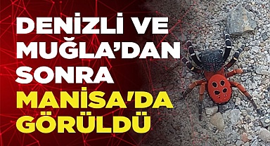 Bu defa Manisa'da görüldü