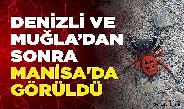 Bu defa Manisa'da görüldü