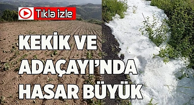 Denizli'de kekik ve adaçayı üretimi yağışlardan olumsuz etkilendi