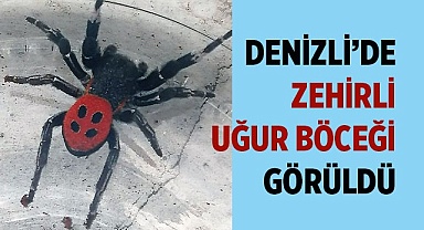 Denizli’de zehirli uğur böceği örümceği görüldü