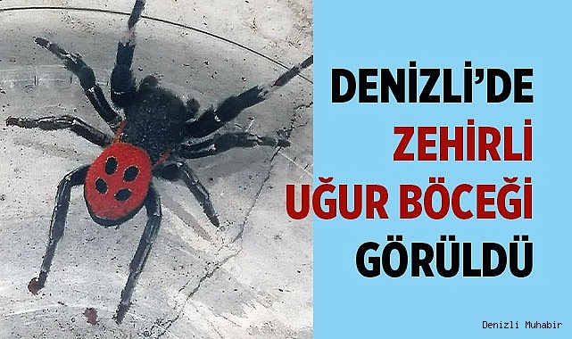 Denizli’de zehirli uğur böceği örümceği görüldü