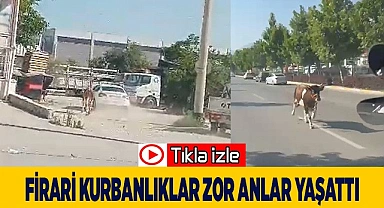 Firari kurbanlıklar zor anlar yaşattı