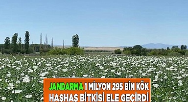 Jandarma 1 milyon 295 bin kök haşhaş bitkisi ele geçirdi