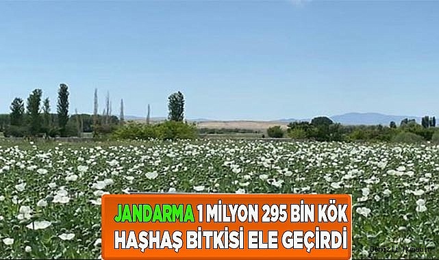 Jandarma 1 milyon 295 bin kök haşhaş bitkisi ele geçirdi