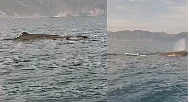 Marmaris açıklarında balina sürprizi