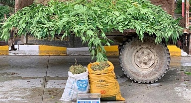 Sarayköy'de 13 kilo esrar, 1380 kök kenevir ele geçirildi