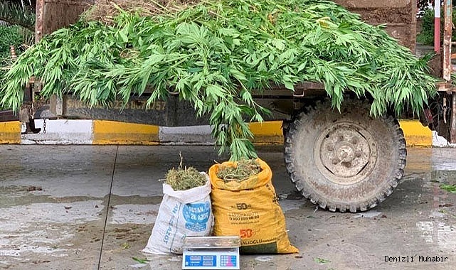 Sarayköy'de 13 kilo esrar, 1380 kök kenevir ele geçirildi
