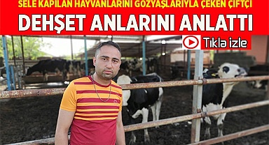 Sele kapılan hayvanlarını gözyaşlarıyla çeken çiftçi, dehşet anlarını anlattı