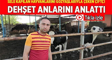 Sele kapılan hayvanlarını gözyaşlarıyla çeken çiftçi, dehşet anlarını anlattı
