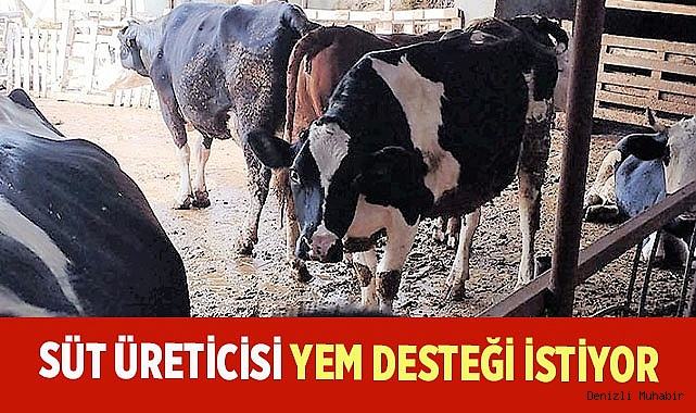 Süt üreticileri artan maliyetler karşısında yem desteği talep etti