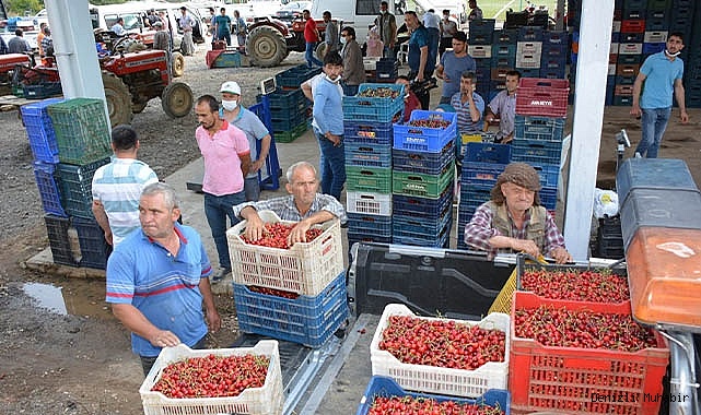 Yaylalarda erik ve kiraz hasadı başladı